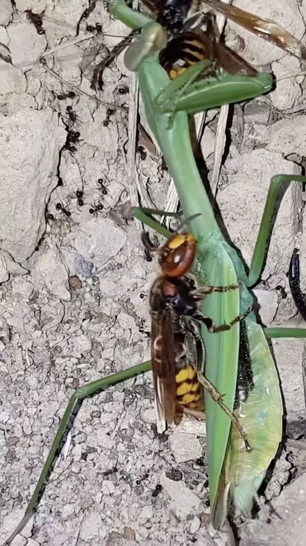 #Animal